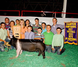 Hamp Gilts